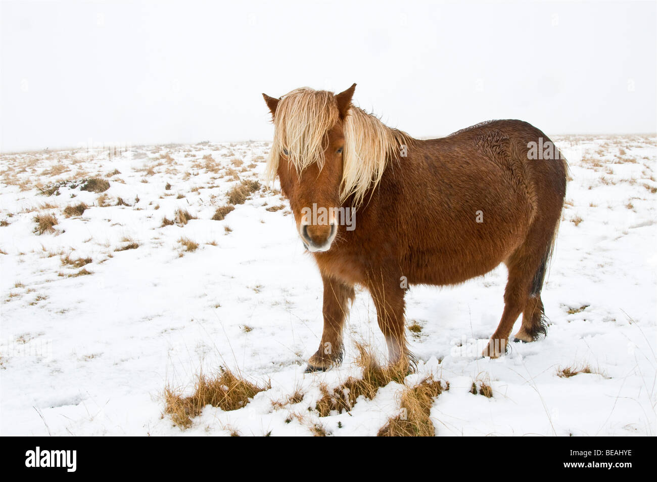 Pony Darmoor in inverno la neve, Dartmoor Foto Stock