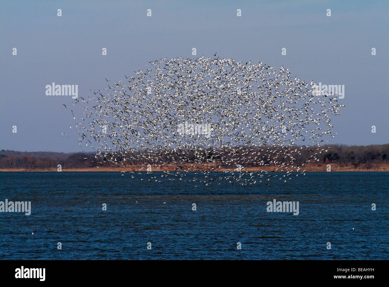Oche selvatiche in volo sopra il lago Texoma in Texas Foto Stock