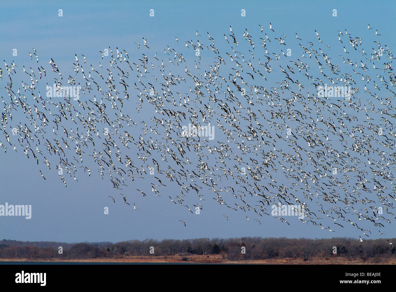 Oche selvatiche in volo sopra il lago Texoma in Texas Foto Stock