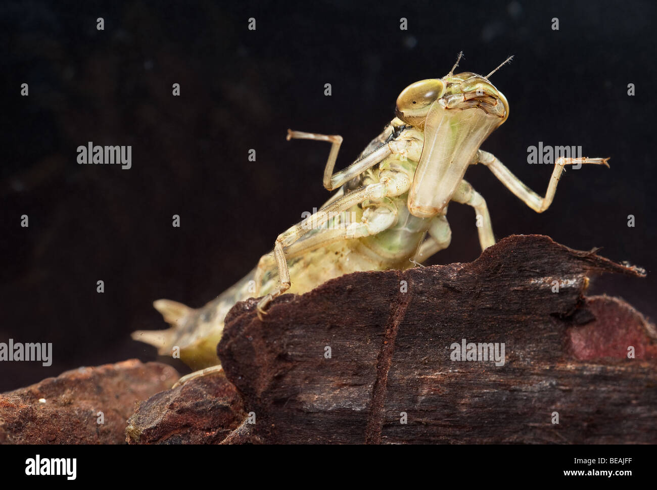 Larva di libellula Anax imperator diffondere le sue gambe anteriori e che mostra la bocca pezzo Foto Stock