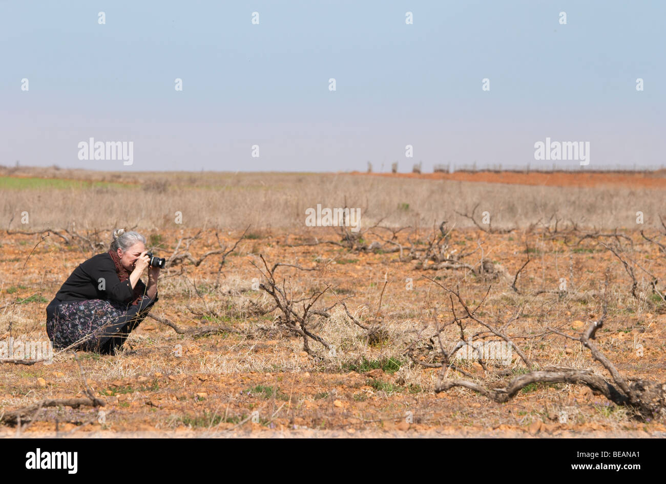 Carla Capalbo fotografare Prieto Picudo vitigno piantato ca 1920 Bodegas Margon fare Tierra de Leon Pajares de los Oteros spagna Foto Stock