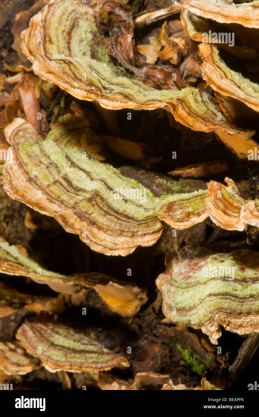 Tendina pelose Crosta (Stereum hirsutum) fungo Foto Stock