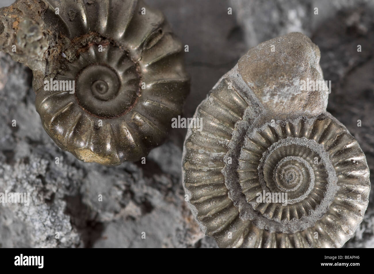 Ammonita fossili trovati sul Jurassic Coast Dorset Regno Unito Foto Stock