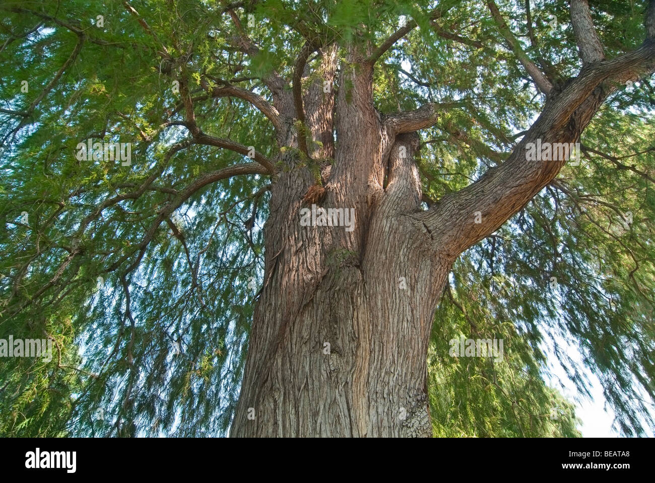 Montezuma Cypress trovato nella Biblioteca di Huntington e Giardini Botanici. Foto Stock