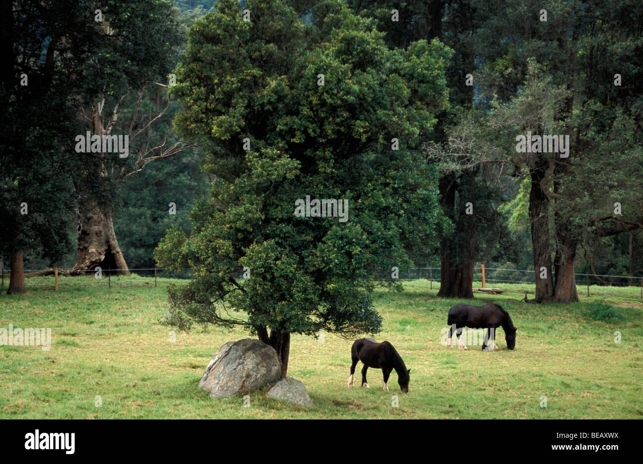 Shire cavalli al pascolo Kangaroo Valley Nuovo Galles del Sud Australia Foto Stock