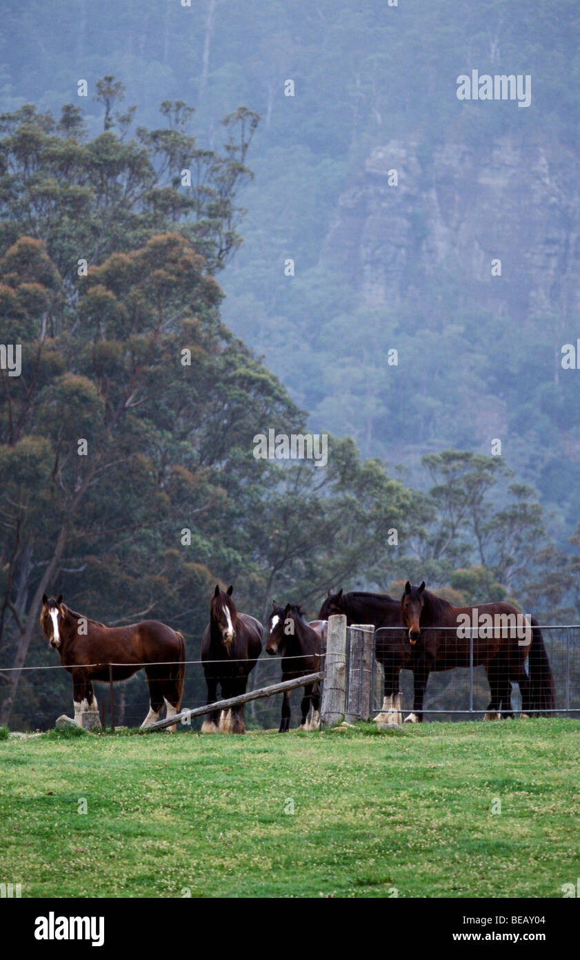 Shire cavalli Kangaroo Valley Nuovo Galles del Sud Australia Foto Stock