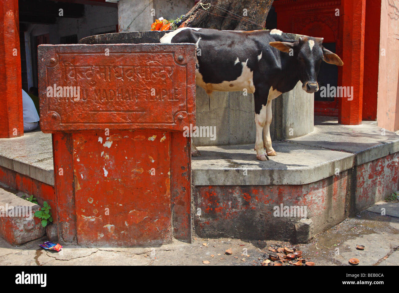 Vacca sacra in piedi in varanasi street, India Foto Stock