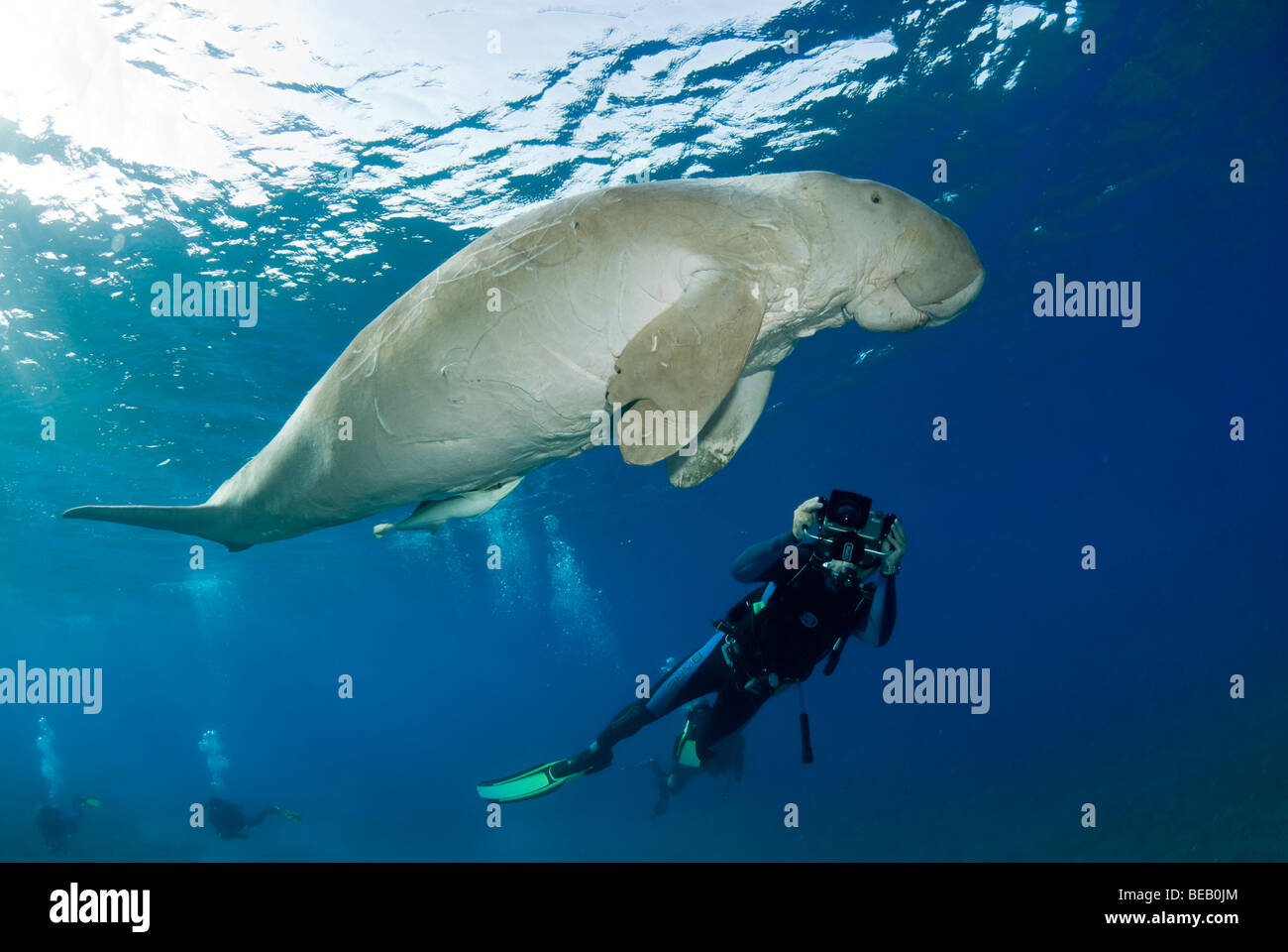 Dugongo o mucche di mare nuotare fino alla superficie per respirare. Gnathanodon speciosus, Egitto, Mar Rosso, Oceano Indiano Foto Stock