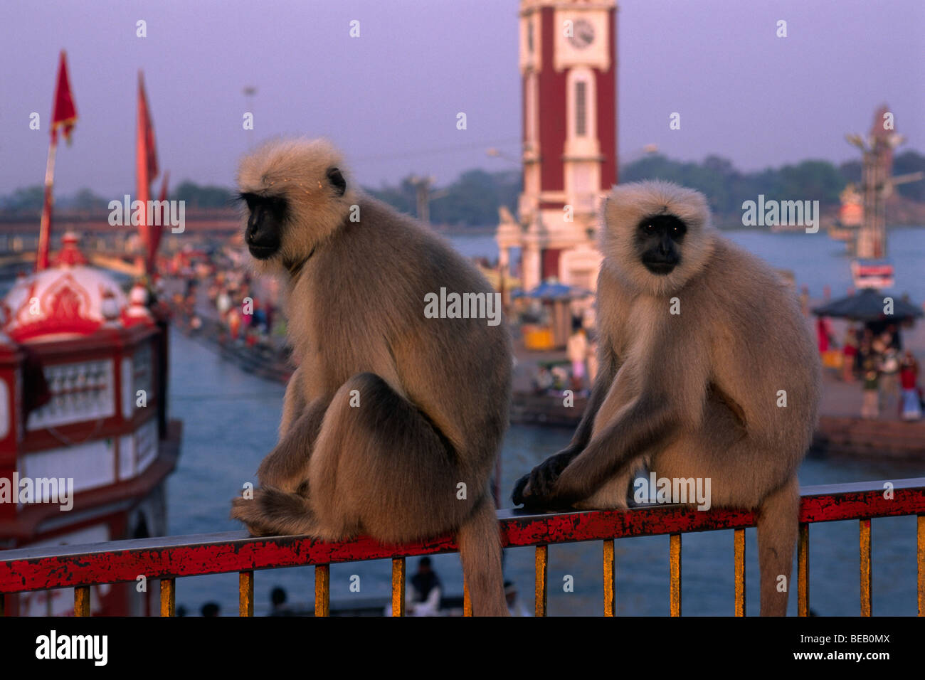 India, uttarakhand, Haridwar, scimmie Foto Stock