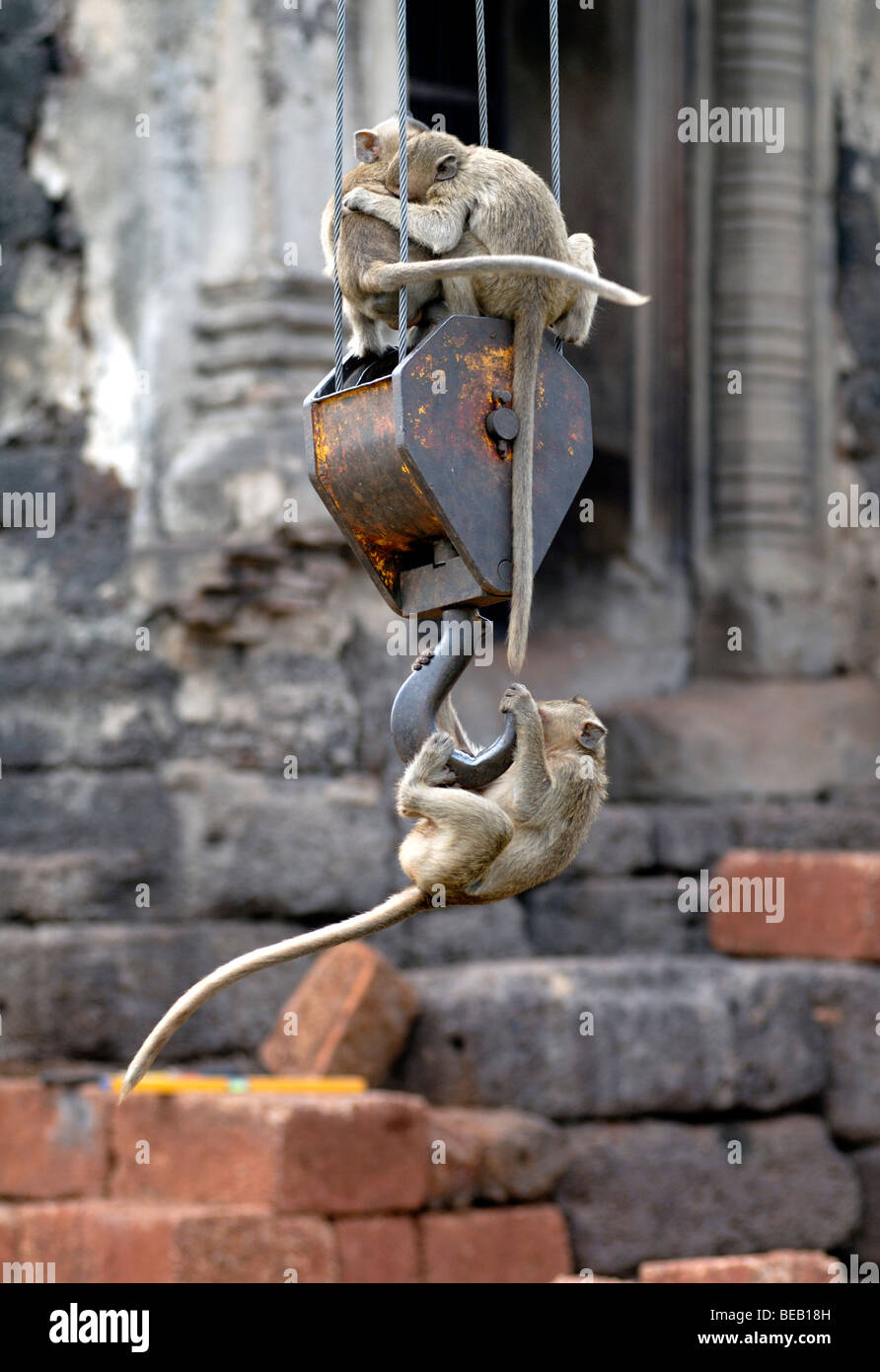 Giovani scimmie giocando su una gru mobile in Lopburi,Thailandia Foto Stock