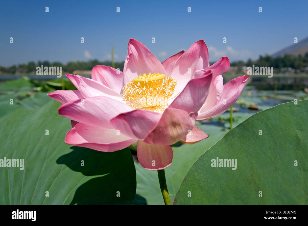 Fiore di loto. Manasbal Lago. Il Kashmir. India Foto Stock