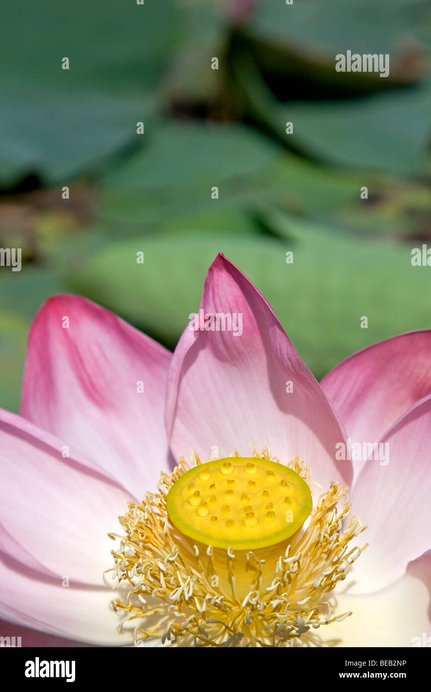 Fiore di loto. Manasbal Lago. Il Kashmir. India Foto Stock
