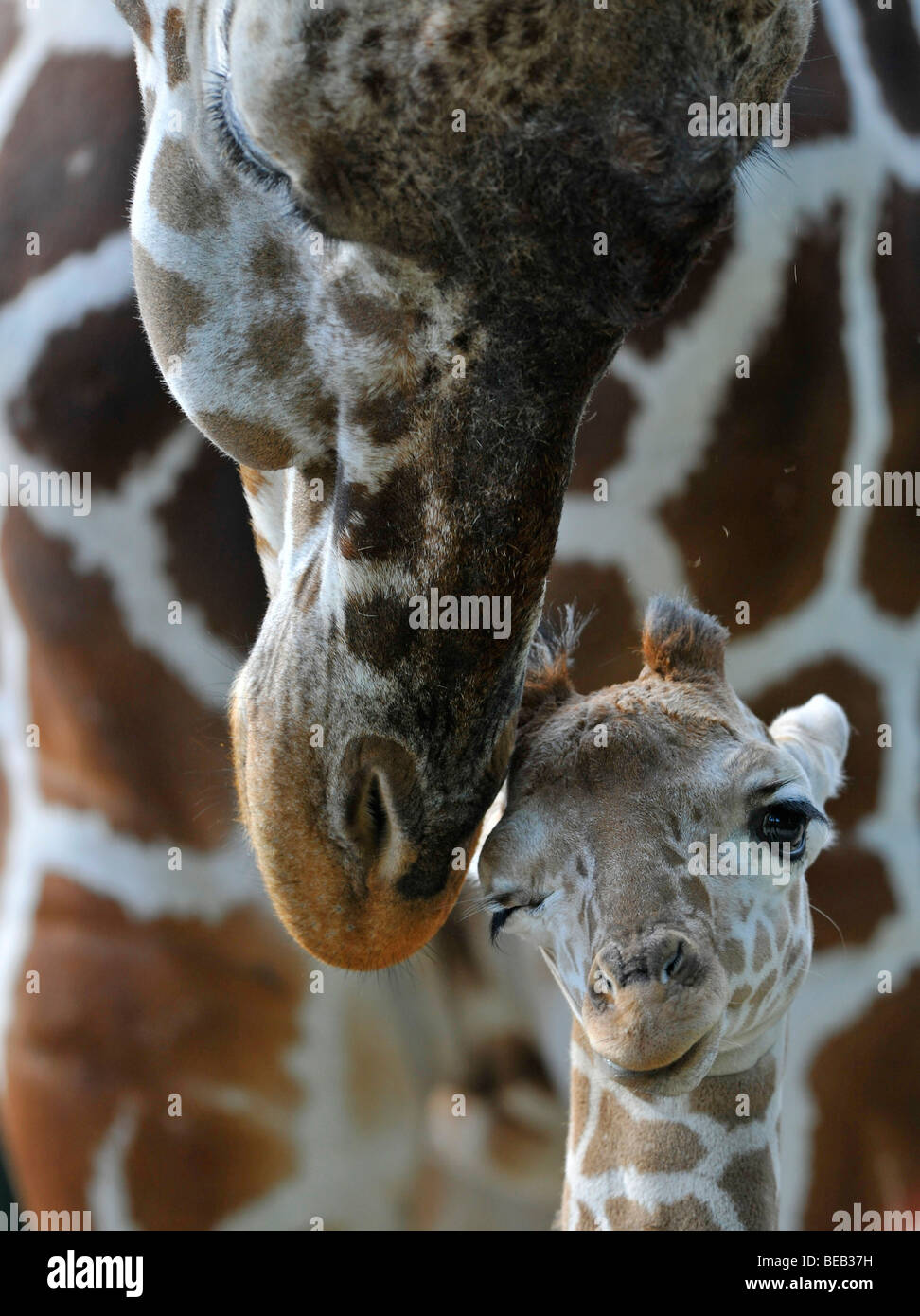 Le Giraffe somalo o traliccio Giraffe (Giraffa camelopardalis reticulata), madre e giovani, 2 settimane di età, contatto di gara Foto Stock