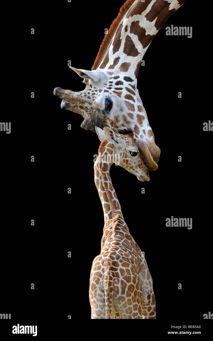Le Giraffe somalo o traliccio Giraffe (Giraffa camelopardalis reticulata), madre e giovani, 2 settimane di età, immagine simbolica per Foto Stock