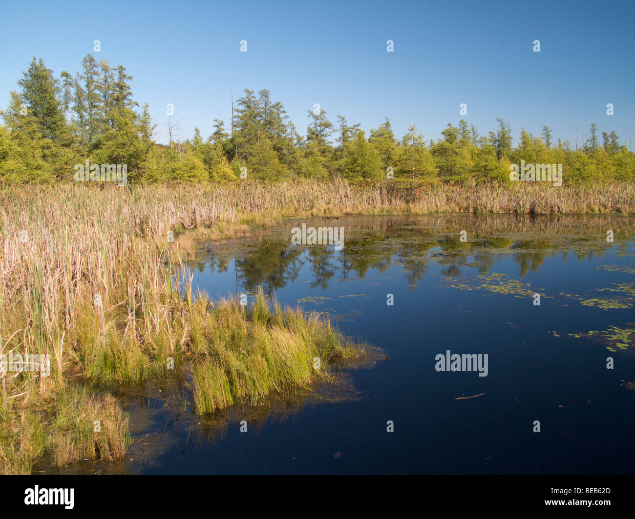 Volo Bog Stato Area Naturale Illinois Foto Stock