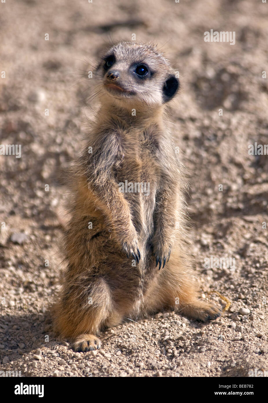 Baby slanciata Meerkat codato (suricata suricatta) Foto Stock