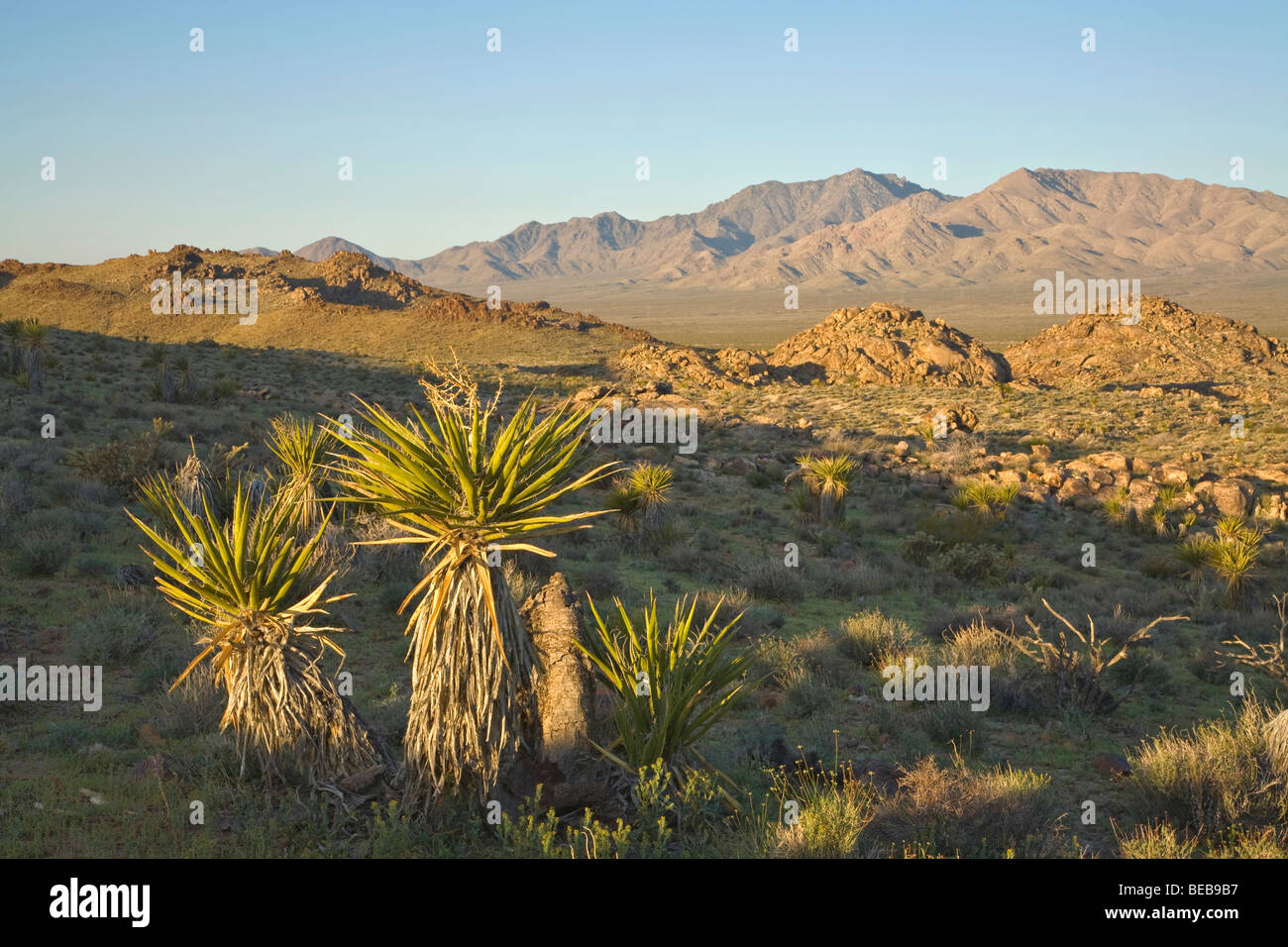 Deserto Mojave vegetazione in Colton area collinare con la Provvidenza le montagne in distanza parte del Mojave National Preserve, California Foto Stock