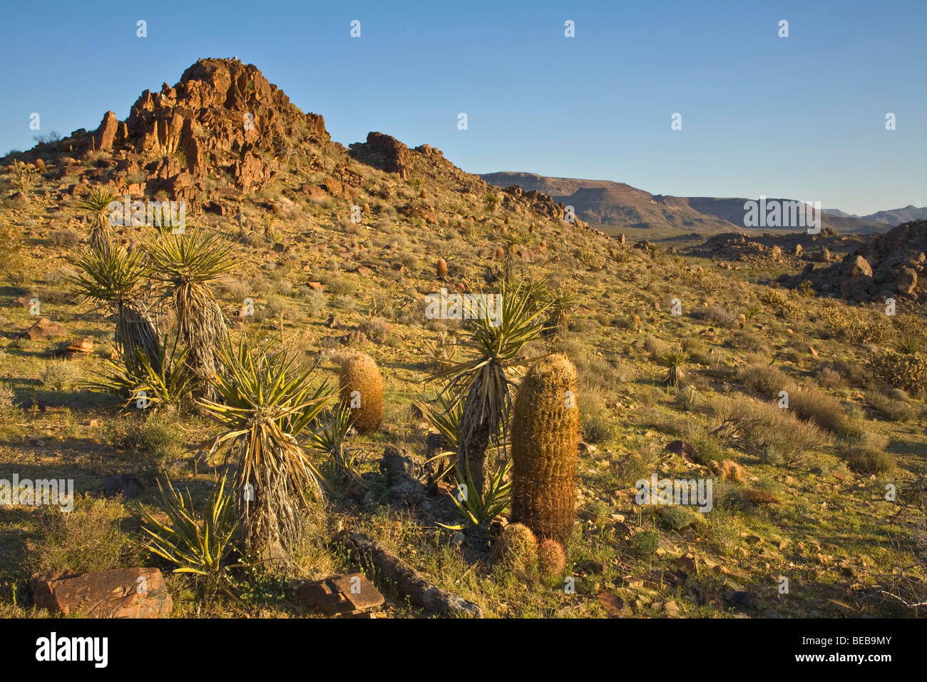 Deserto Mojave vegetazione, barrel cactus e yucca in Colton area collinare del Mojave National Preserve, California Foto Stock