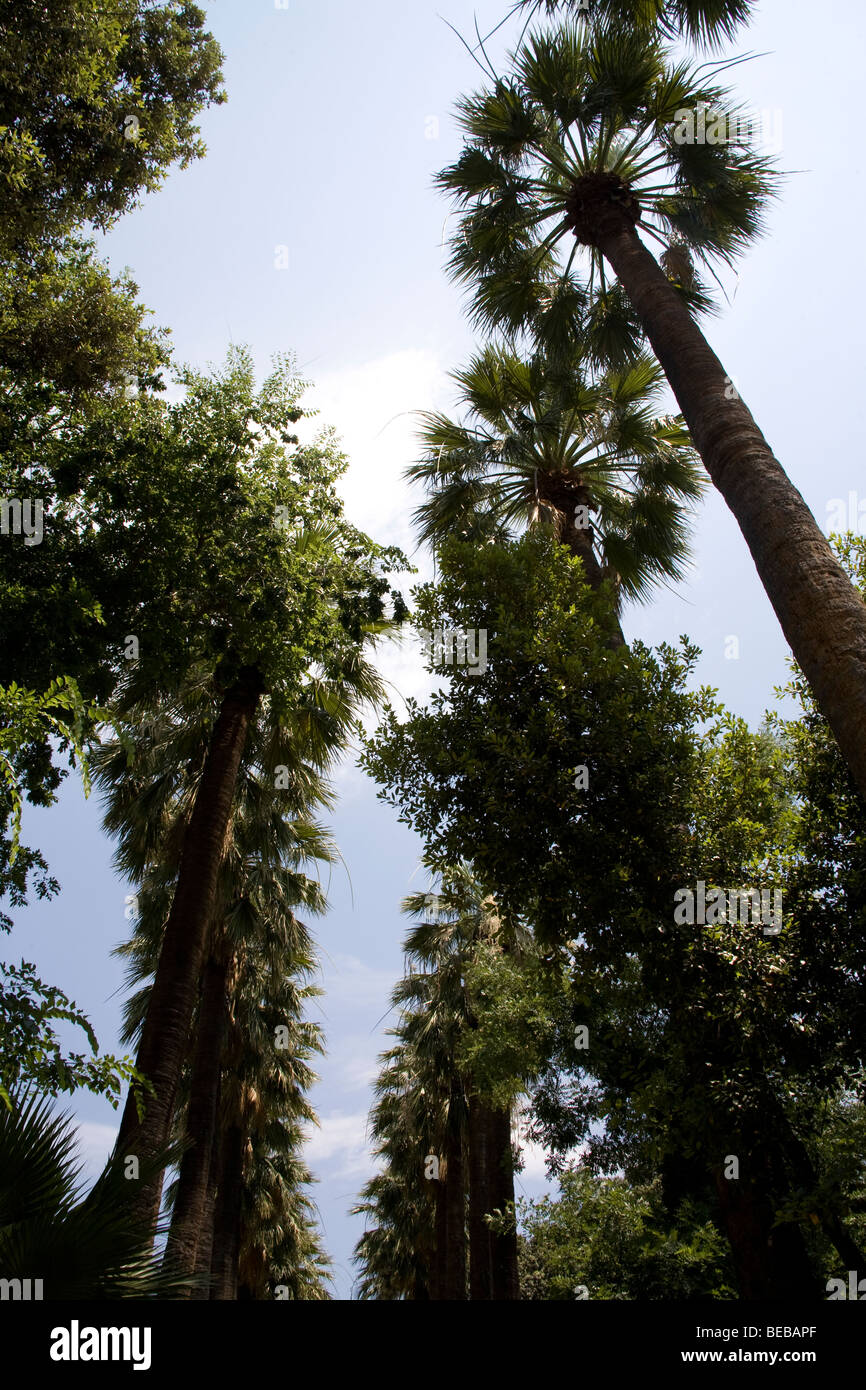 Le cime degli alberi in dei Giardini Nazionali di Atene, Grecia Foto Stock