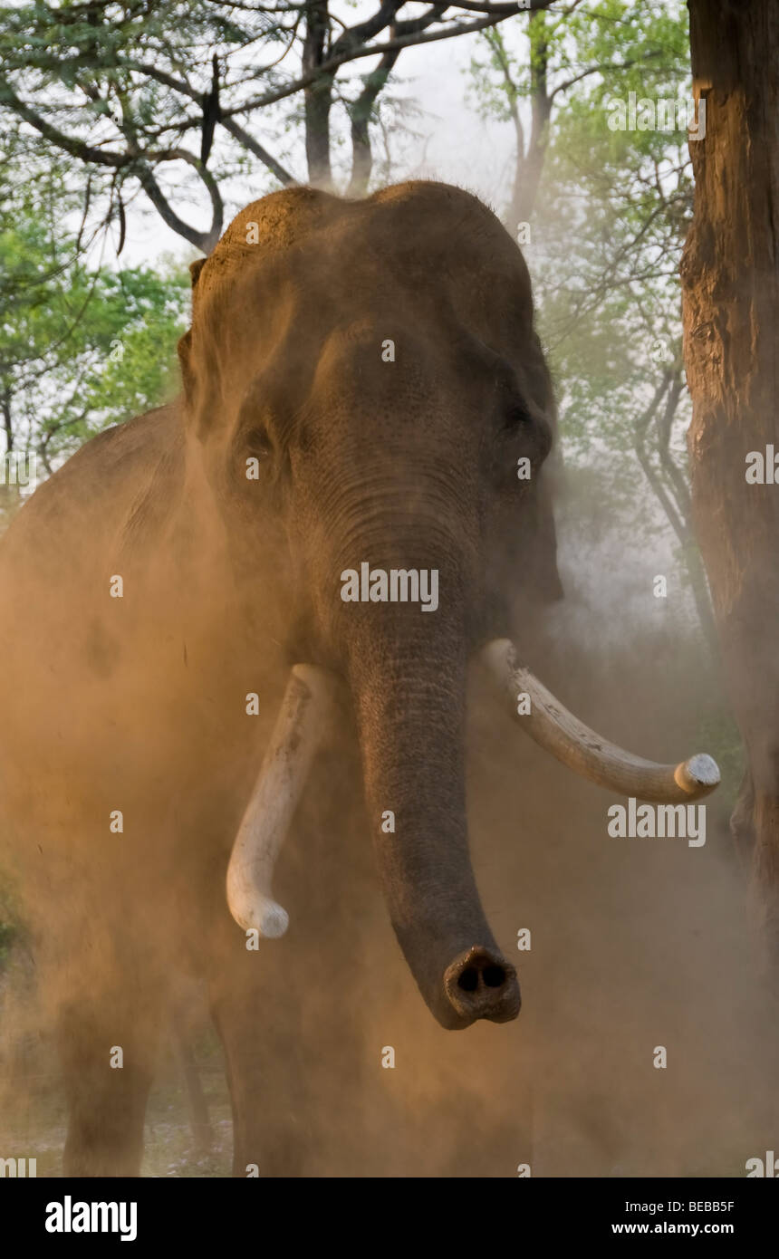Parco nazionale di Royal Chitwan elefanti Foto Stock