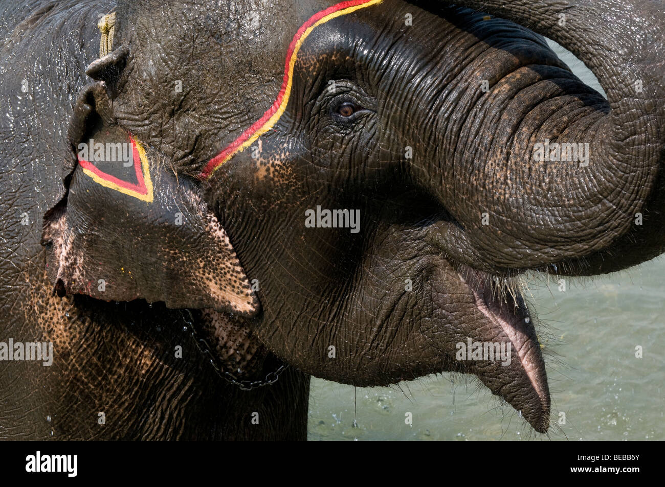 Parco nazionale di Royal Chitwan elefanti Foto Stock