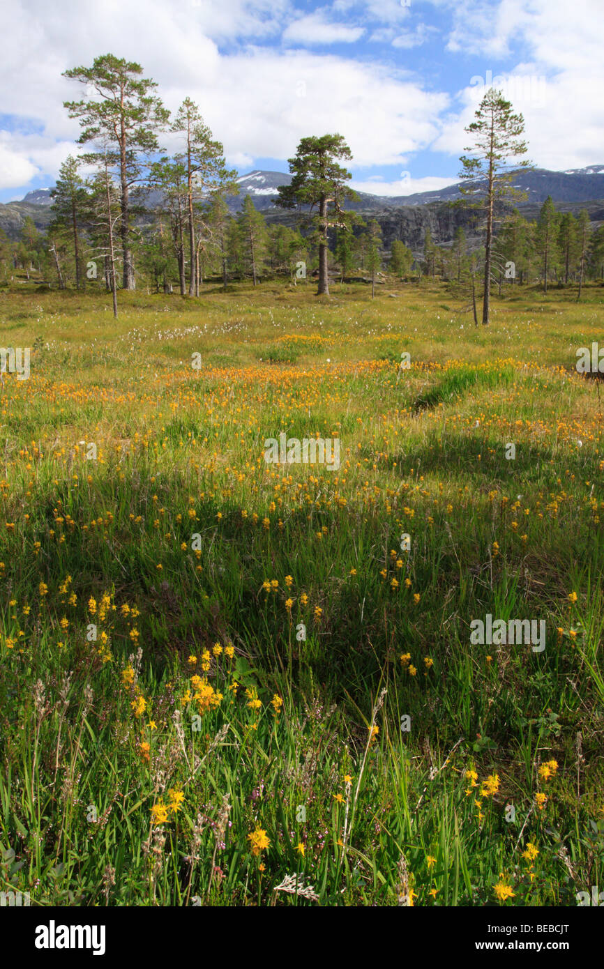 Palude, alberi di pino e di orchidee a rago national park, norfold, norvegia (pseudorchis straminea e il Coeloglossum viride) Foto Stock