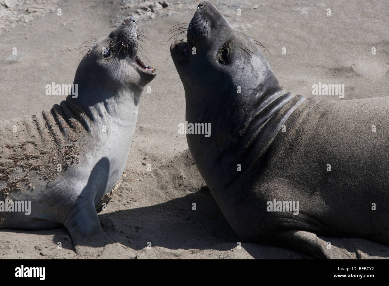 I leoni di mare combattimenti sulla spiaggia, California State Route 1, CALIFORNIA, STATI UNITI D'AMERICA Foto Stock