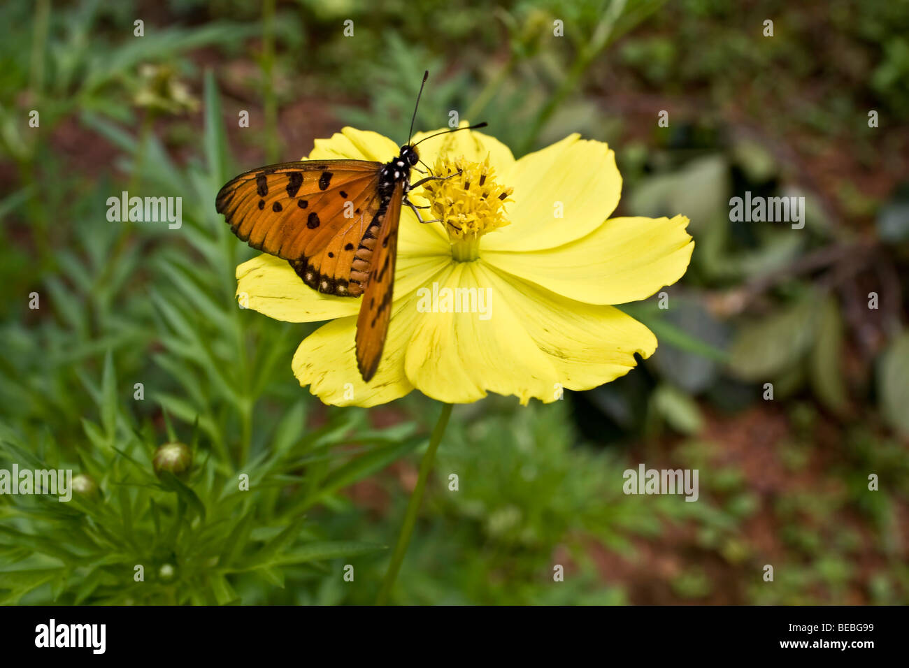 Farfalla posata su un fiore giallo Foto Stock