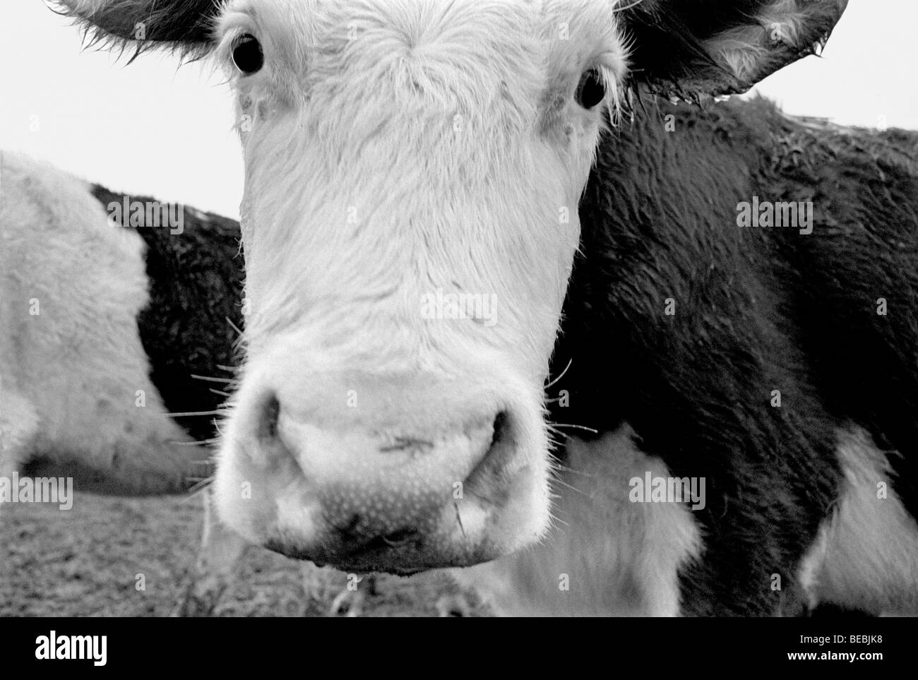 Testa di vacca Freisian Foto Stock