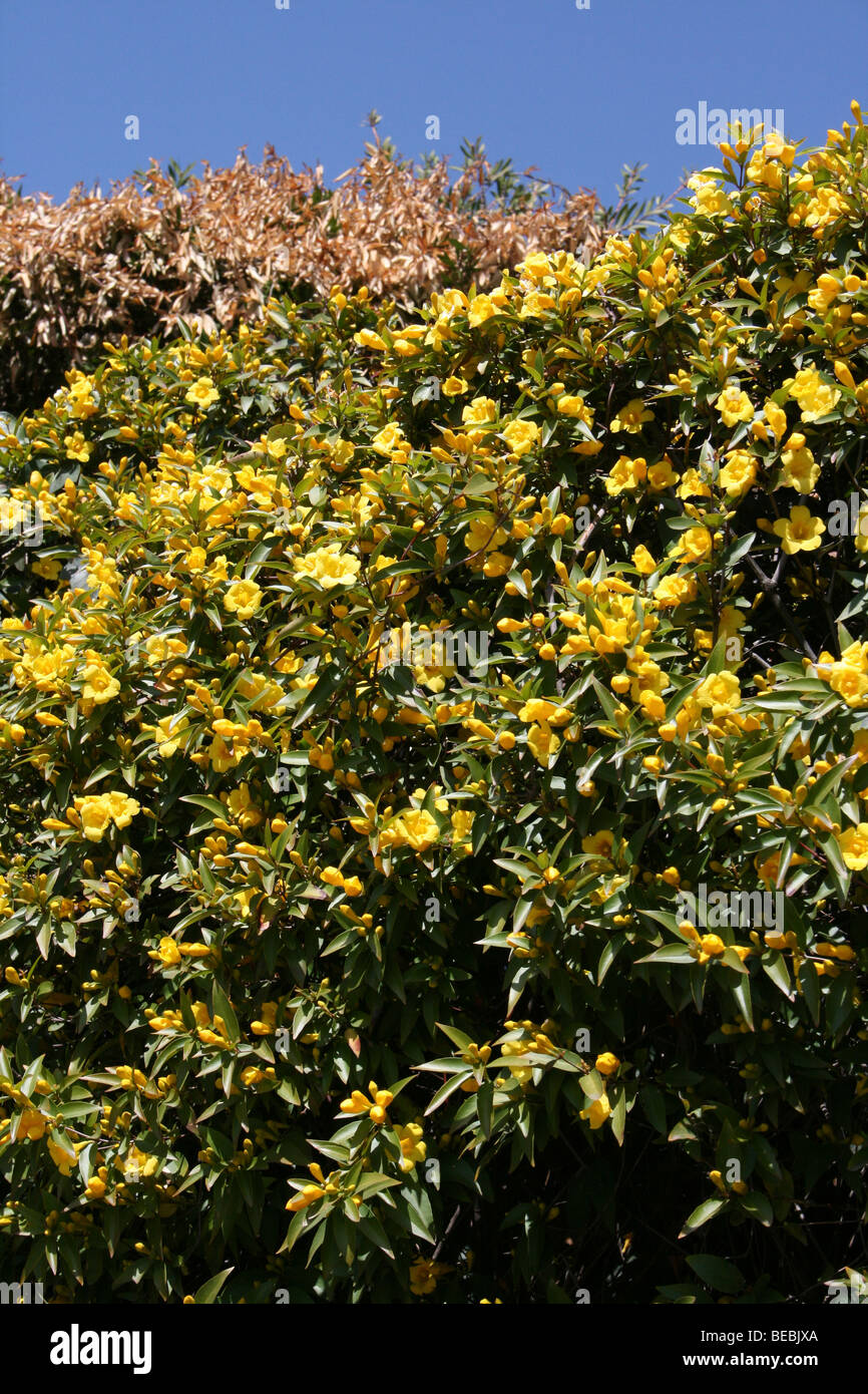 Giallo Arbusto a fioritura prese a Johannesburg, Sud Africa Foto Stock