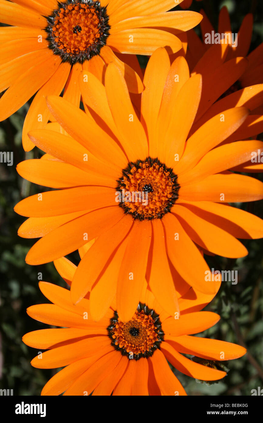 Orange margherite fioritura In Kwa-Zulu Natal Provincia, Sud Africa Foto Stock