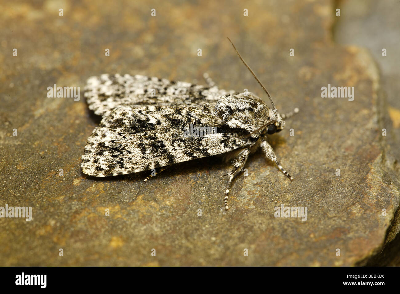 Nodo di erba, Acronicta rumicis Foto Stock