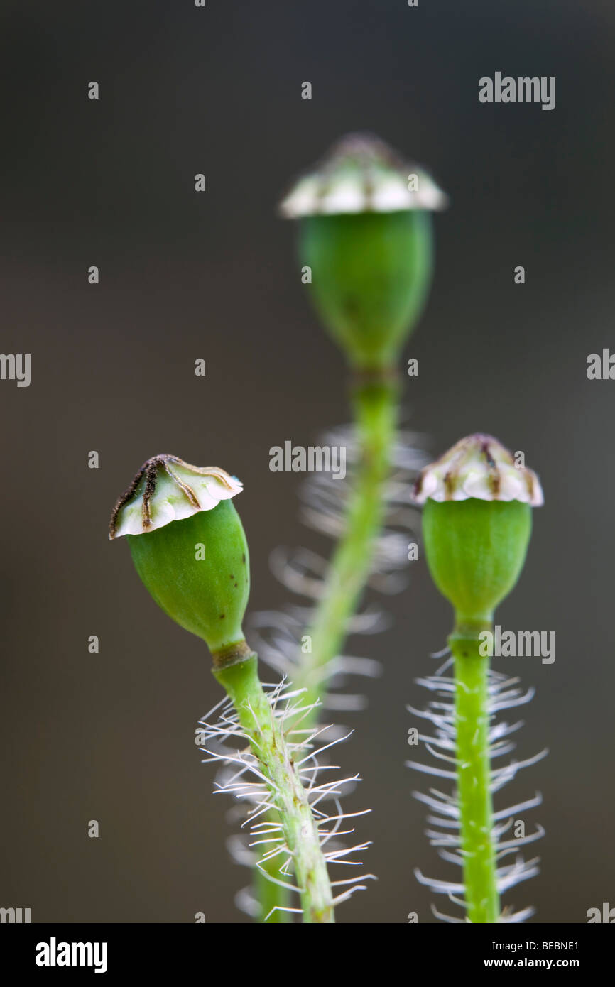 Papavero comune; Papaver rhoeas; seme head Foto Stock