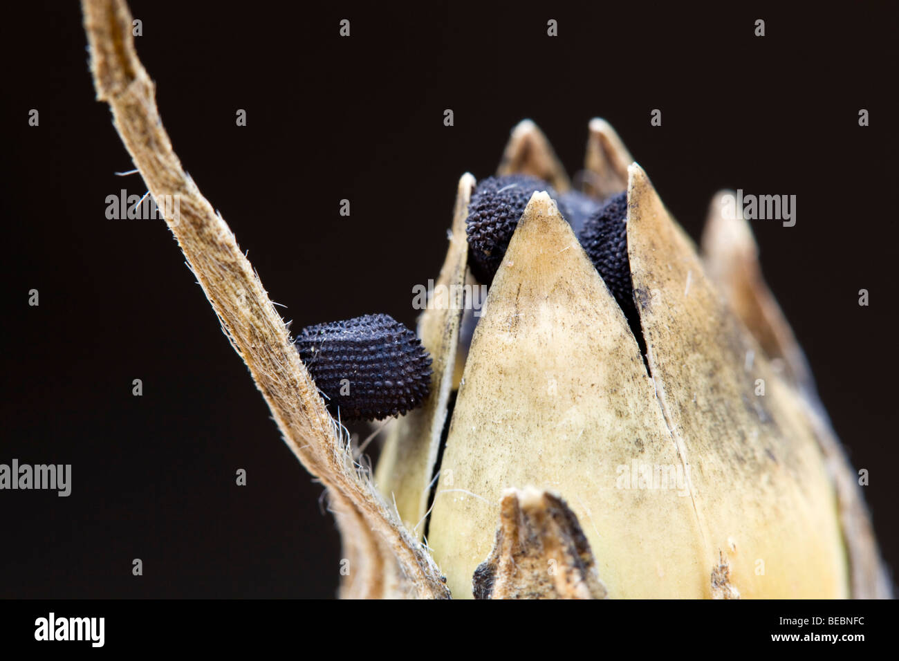Increspatura di mais; Agrostemma githago; chiusura del seme head Foto Stock