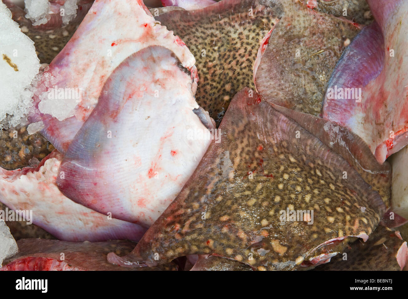Ali di pattino in ice box catturati al largo della costa gallese per la vendita presso pescivendoli REGNO UNITO Foto Stock