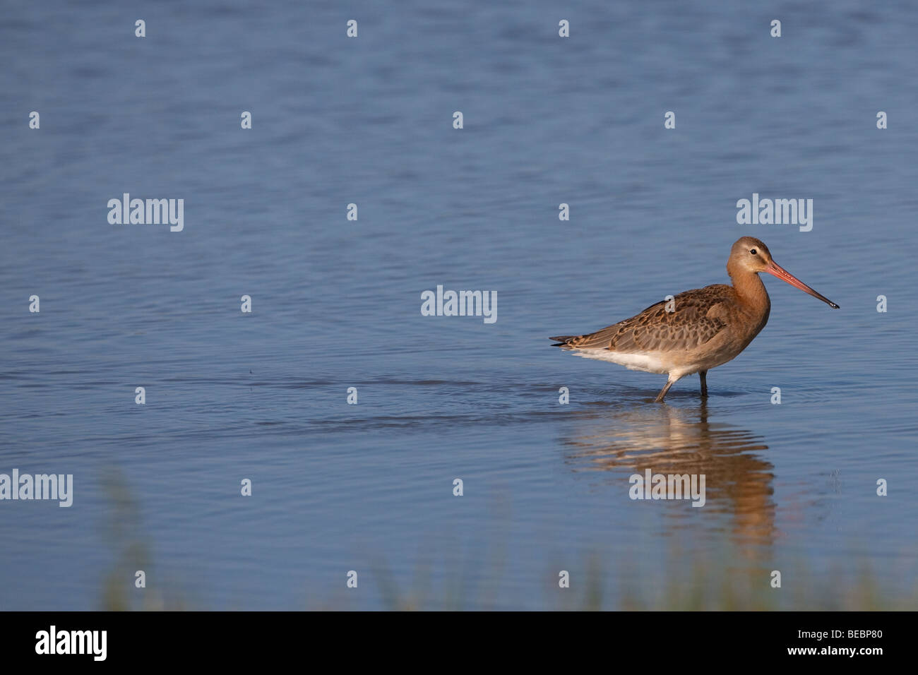 Nero-tailed Godwit Limosa limosa su paludi Cley Costa North Norfolk Foto Stock