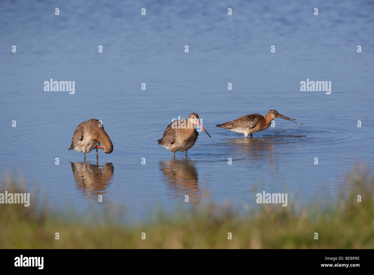 Nero-tailed godwits Limosa limosa alimentando in creek in tarda estate Foto Stock