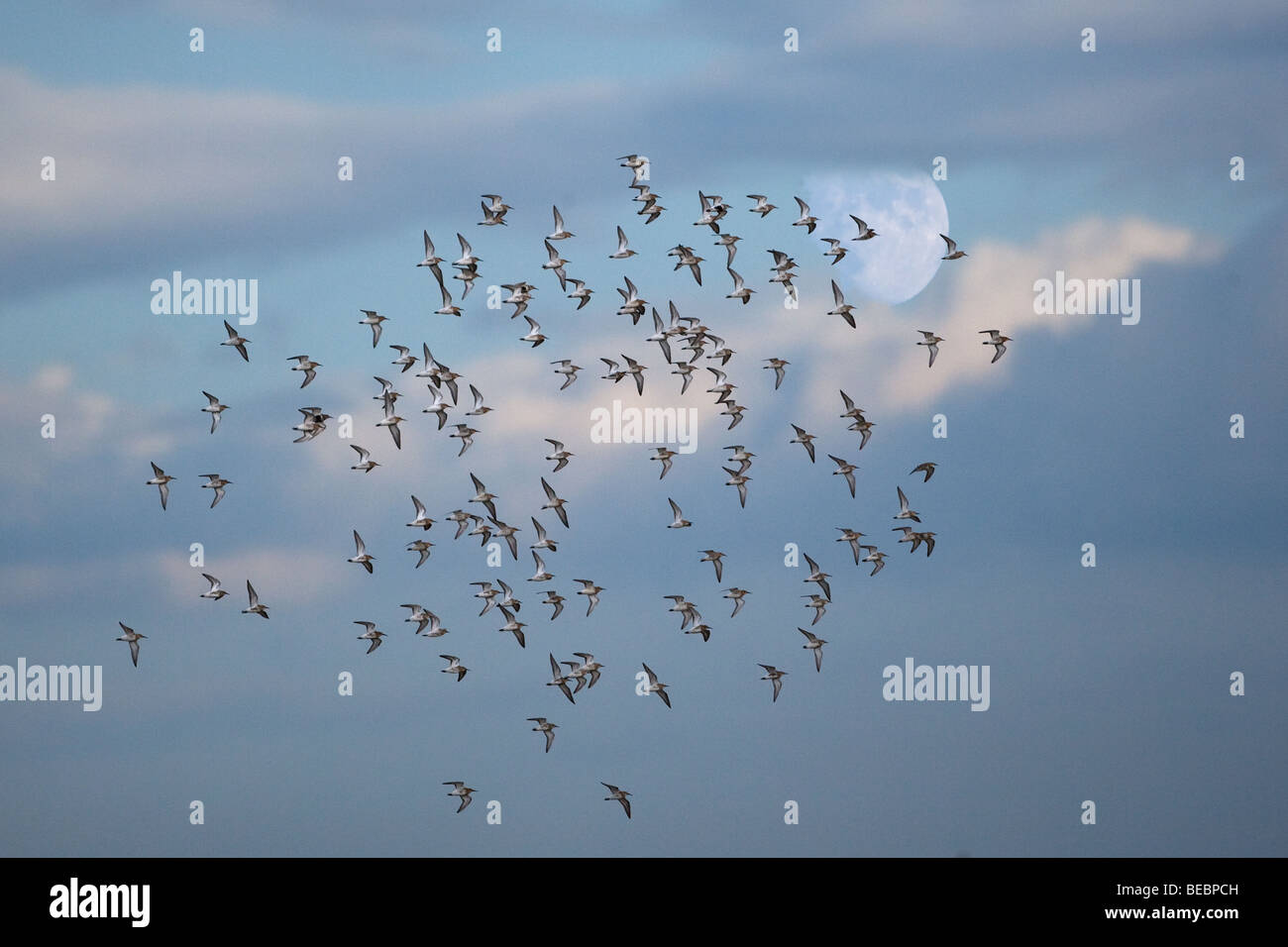 Dunlin Calidris alpina gregge contro la luna di agosto Foto Stock