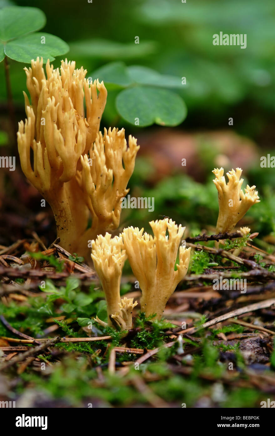 Giallo diapason; Giallo falso corallo; Giallo staghorn fungo (Calocera viscosa) Foto Stock