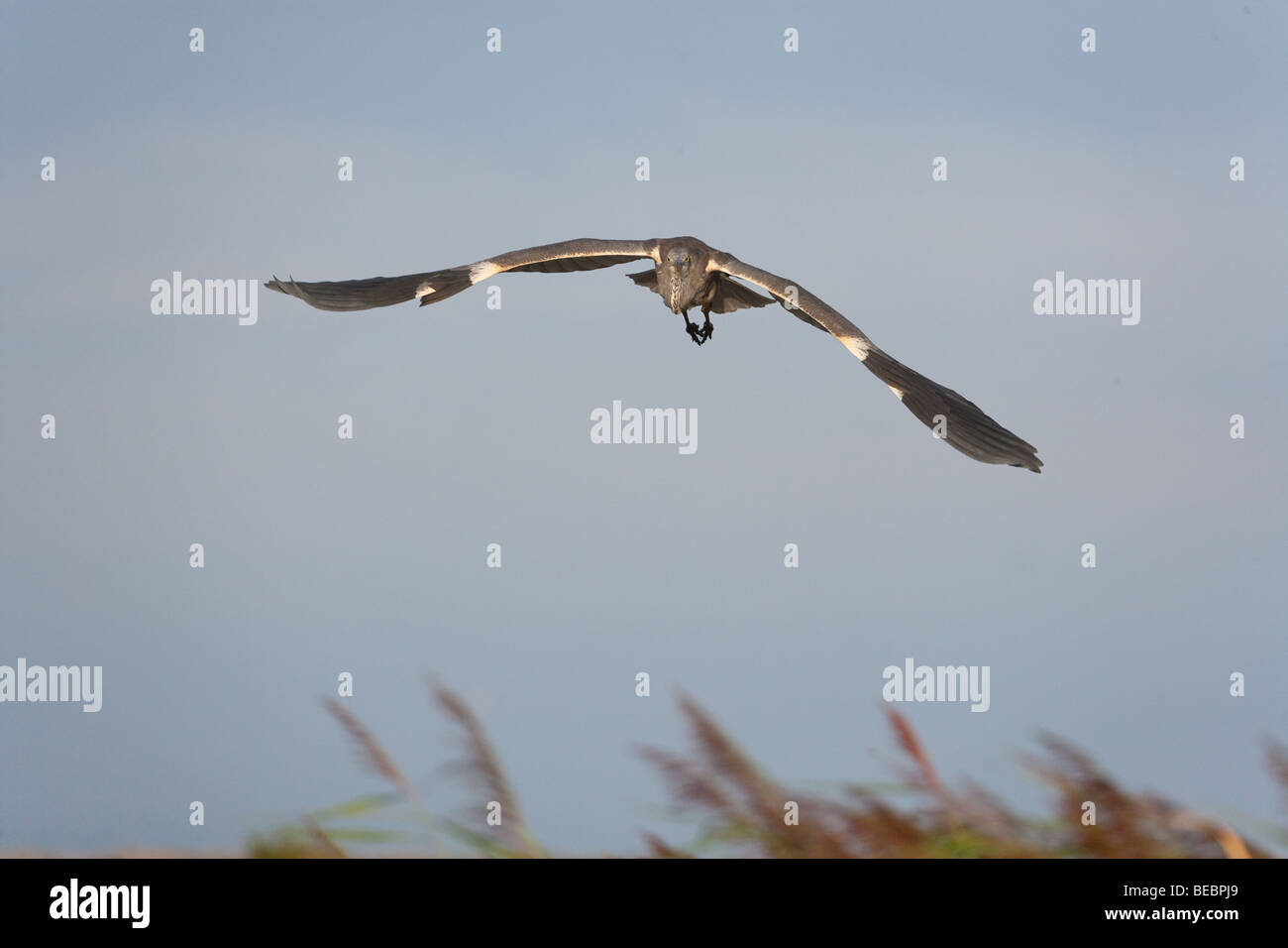 Airone cenerino Ardea cinerea in volo Foto Stock