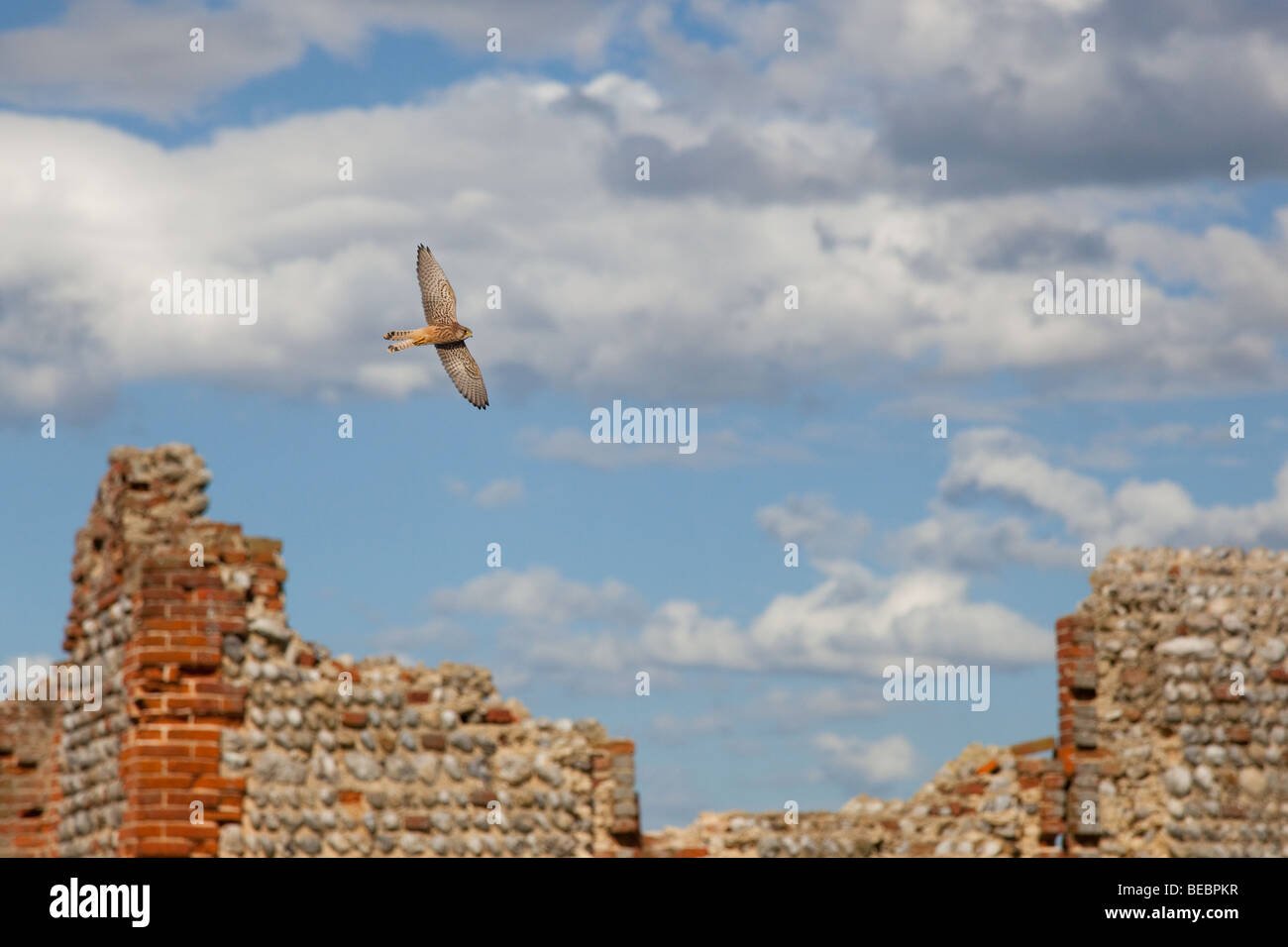 Il Gheppio Falco tinnunculus femmina su rovinato edifici agricoli Foto Stock