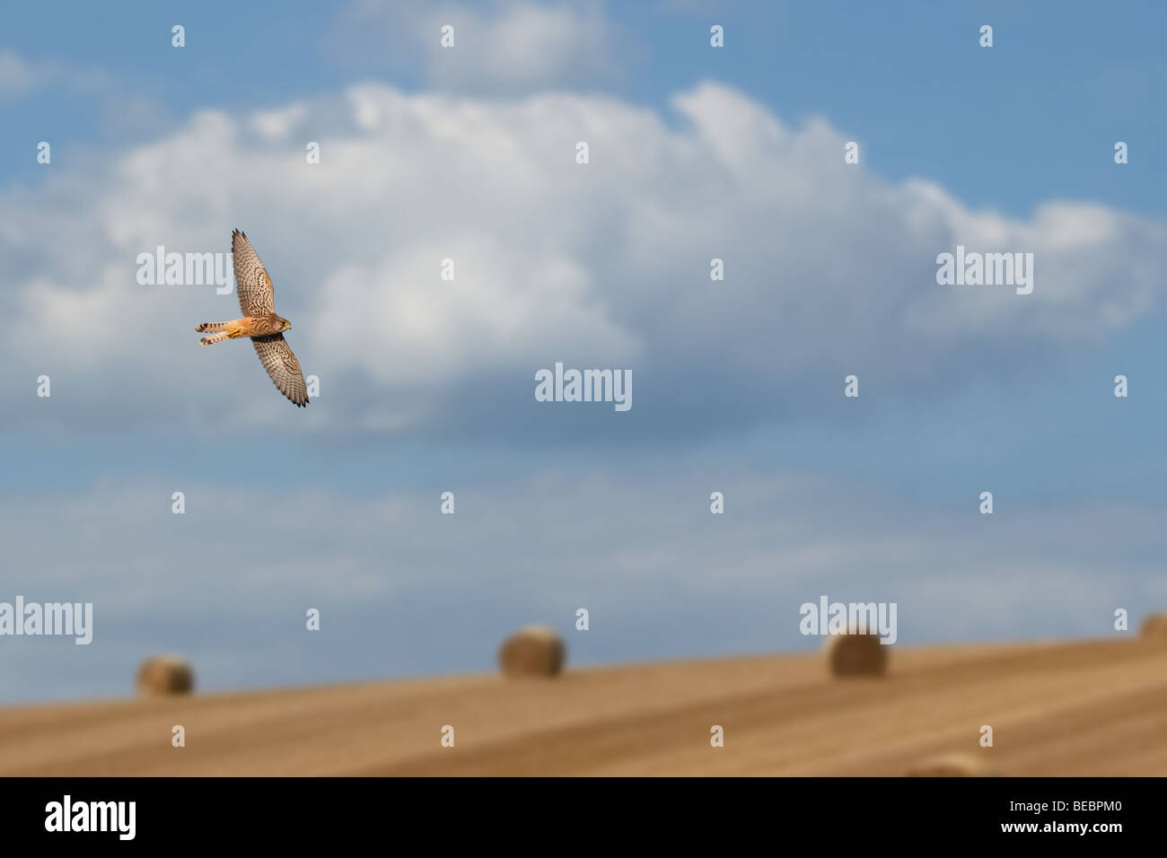 Il Gheppio Falco tinnunculus femmina volanti su campo di stoppie Foto Stock