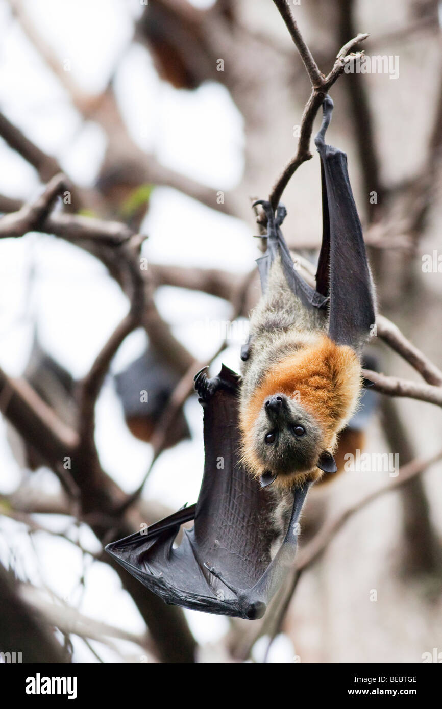 A testa grigia volpi volanti a Sydney Royal Botanic Gardens in NSW, Australia Foto Stock