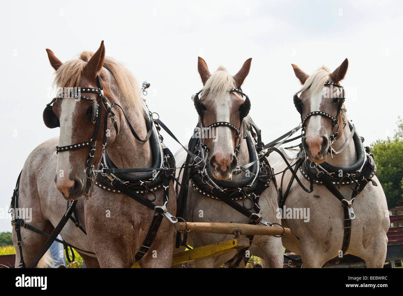 A cavallo dimostrazioni di allevamento durante il giorno Homesteader Harvest Festival al Beaver Creek Area Natura in Sud Dakota. Foto Stock