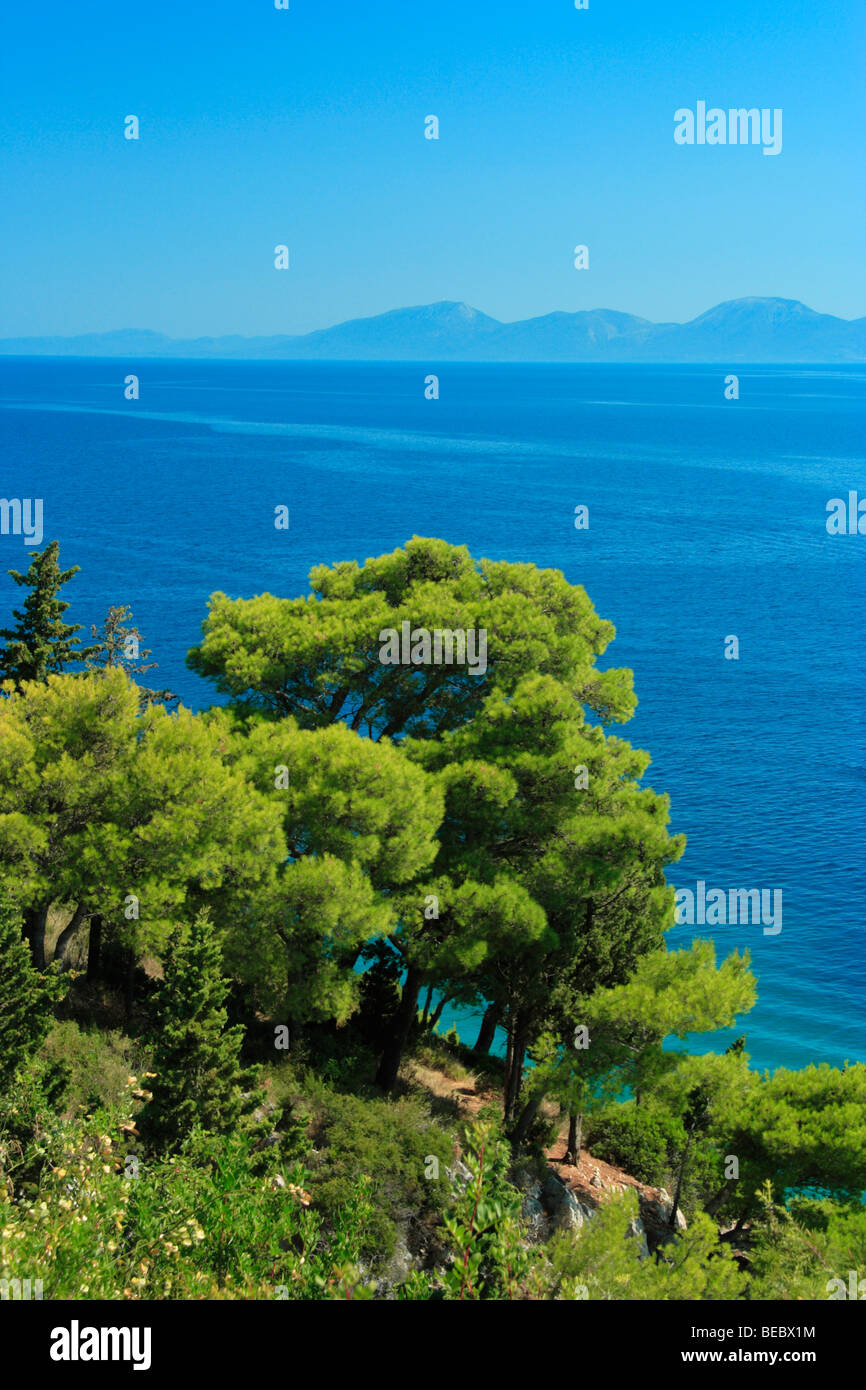 Alberi di pino sulla costa del Mare Adriatico in Zivogosce, Croazia Foto Stock