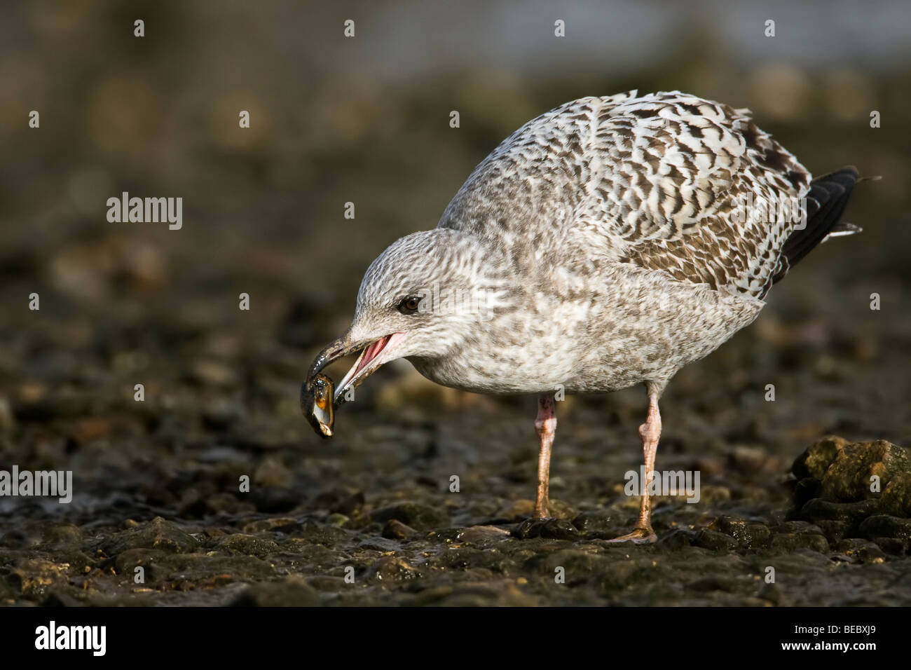 Aringhe giovani gabbiano mangiare una cozza Foto Stock