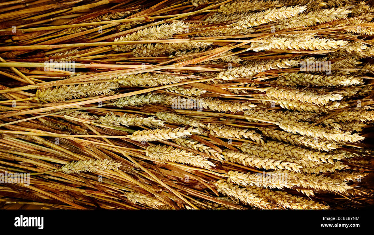 noccioli di grano Foto Stock