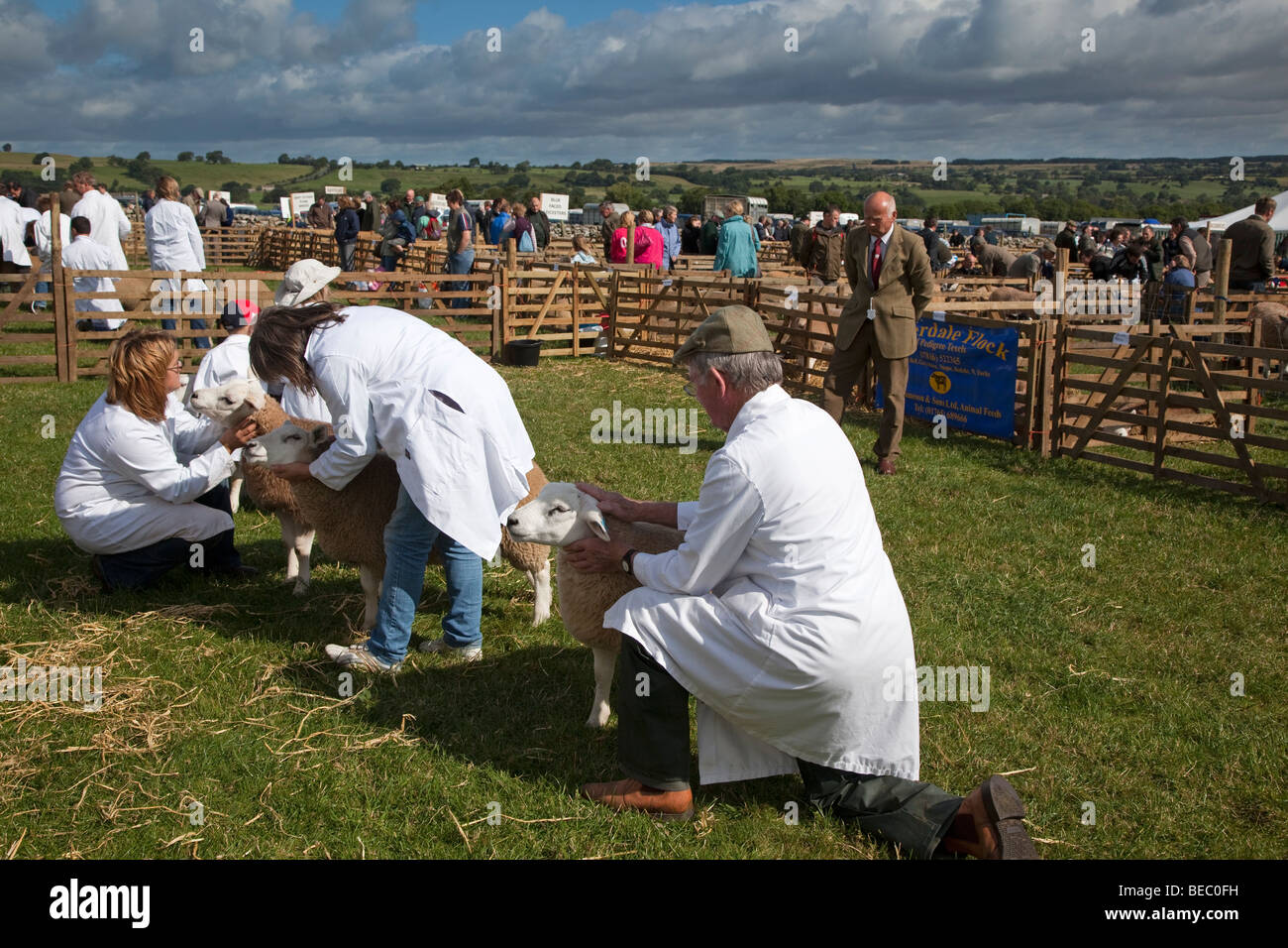 A giudicare le pecore voce, Wensleydale Agricultural Show tenutosi all inizio di settembre nei pressi di Leyburn, North Yorkshire Foto Stock