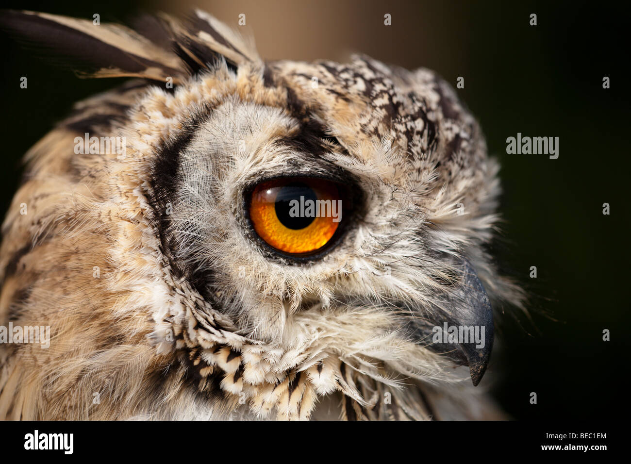 Il Bengala Gufo Reale di close-up Foto Stock