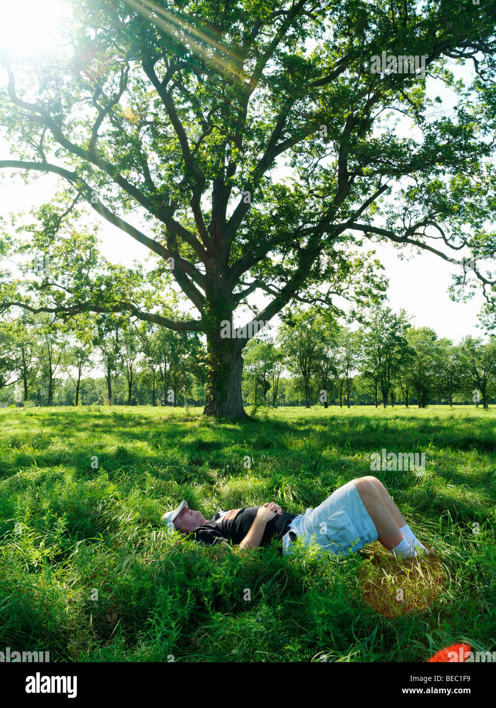 Canada,Ontario,Niagara-su-il-Lago,medio di sesso maschile di età in riposo sotto un grande albero in un prato Foto Stock